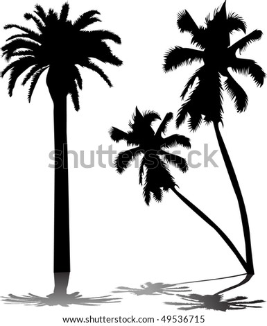 Palm Tree Stock Vector Illustration 49536715 : Shutterstock