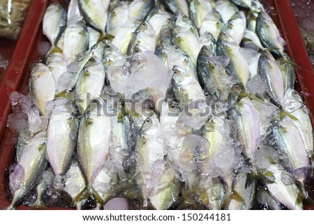 mackerels  covered with ice in fresh market