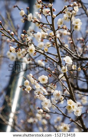 Chinese plum flowers blooming in the park,Seoul,Korea