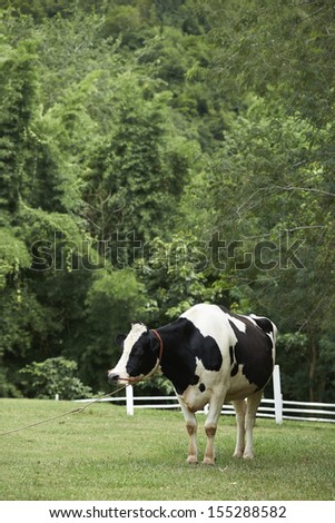 Cow in farm,Ratchaburi,Thailand