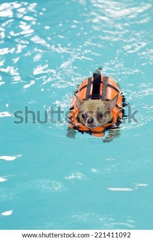 Chihuahua swimming in dog pool