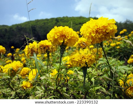 Yellow carnations in garden