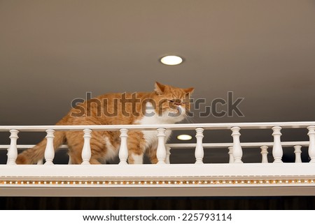 Cat walking on cat\'s bridge