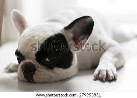 Sleepy french bulldog