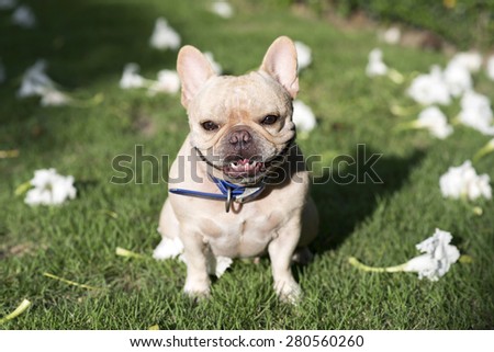 Little French bulldog sit and smile