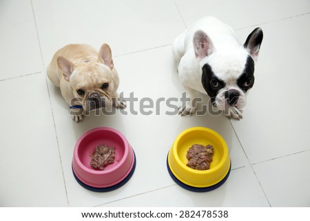Two French bulldogs waiting for command to eat