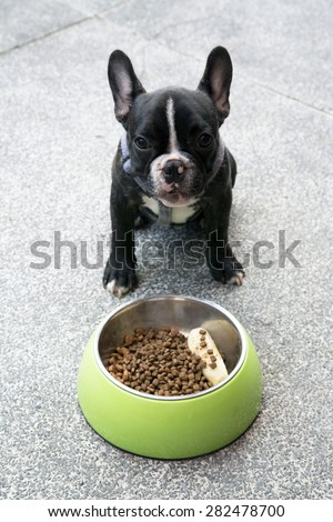 French bulldog puppy waiting for command to eat