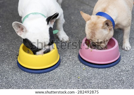 Two French bulldogs eating food ,close up
