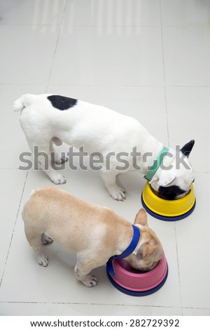 Two French bulldogs eating food