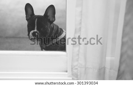 French bulldog waiting outside glass door