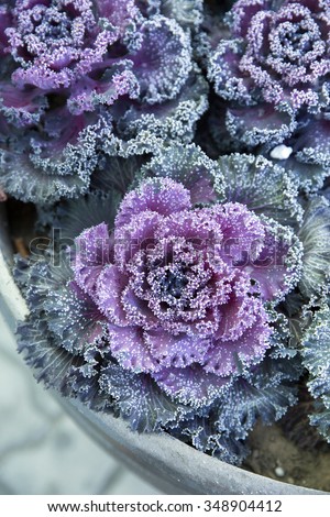 Purple color cabbage plant in winter of South Korea