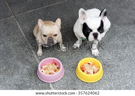 Two cute French bulldogs waiting for meal