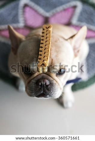Dog treat on head of french bulldog for training