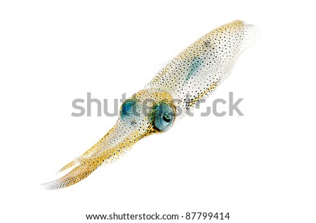 squid fin