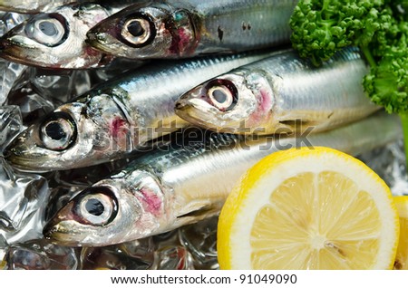 pacific round herring