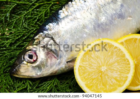 Cooking ingredient series    pacific herring. for adv etc. of restaurant,grocery,and others.