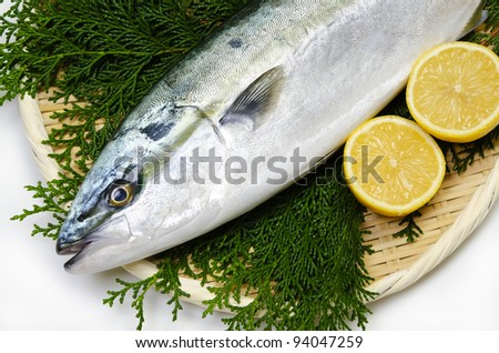 Cooking ingredient series    yellowtail. for adv etc. of restaurant,grocery,and others.