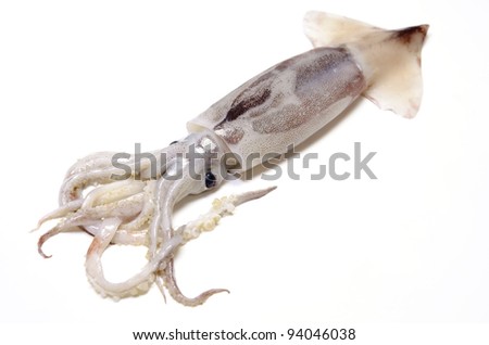 Common Squid