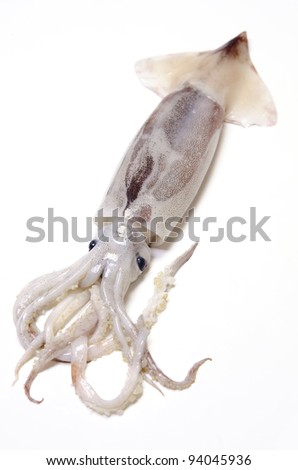 Common Squid