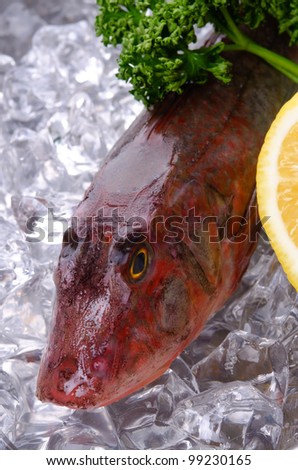 Cooking ingredient series    Red gurnard. for adv etc. of restaurant,grocery,and others.