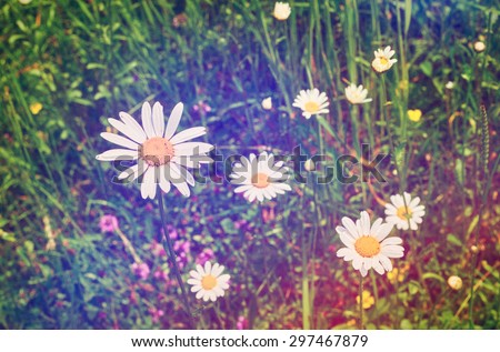 Vintage Wilde Chamomile Flowers. Retro Flowers Background