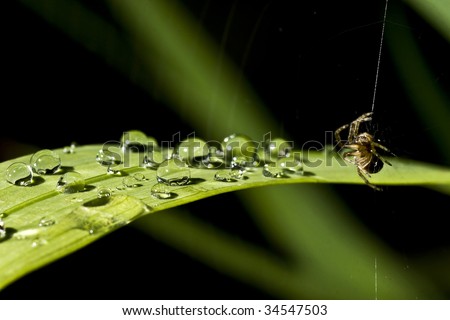spider and plant with drops of water after rain