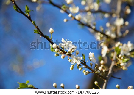 White Cherry blossom close-up. Against a clear blue sky.