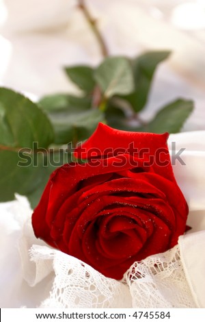 Red rose on white laces, isolated on white