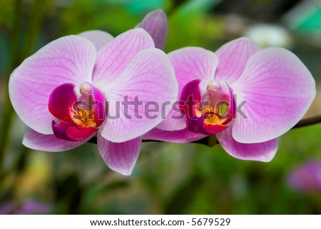 Pink orchids showing detail of flowers