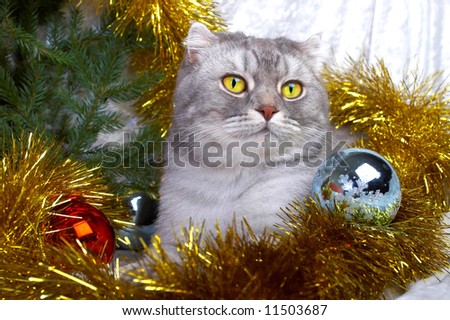 Christmas cat among a fur-tree, christmas balls and a tinsel