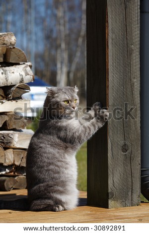 Cat (Scottish-fold) scratching the column