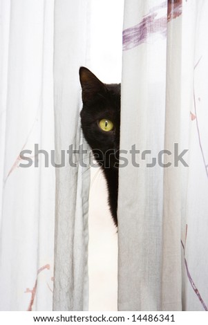 black and white cat with green eyes. stock photo : Black cat with