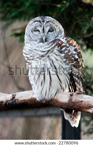 Barred Owl with eyes closed sitting on branch