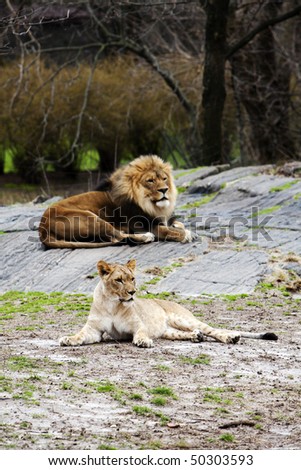 A lion and lioness laying together.