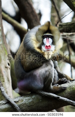 stock photo Mandrill with colorful face sitting on tree branch in jungle