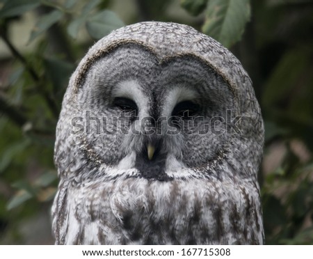 Great grey owl perching in tree, looking at camera