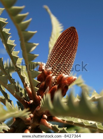 Juvenile flower of a Banksia - Australian Native