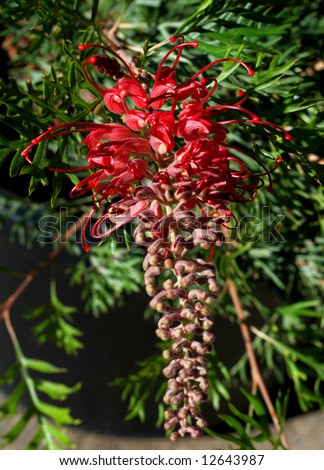 Beautiful Grevillea \'Robin Gordon\' Native plant of Australia