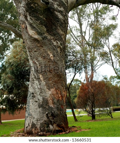 A very old Red Gum Tree, amazing bark patterns