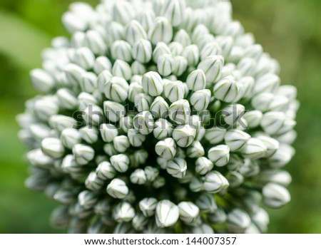 Garlic flowers