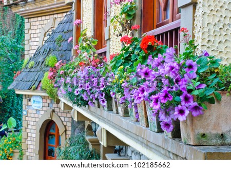 Decorate flowers outside windows