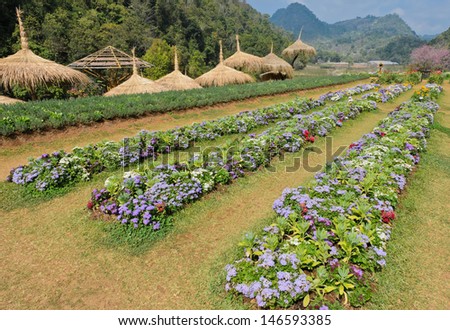 Colorful flowerbed in Chiang Mai, Thailand