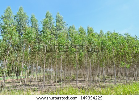 Eucalyptus plantation in Thailand