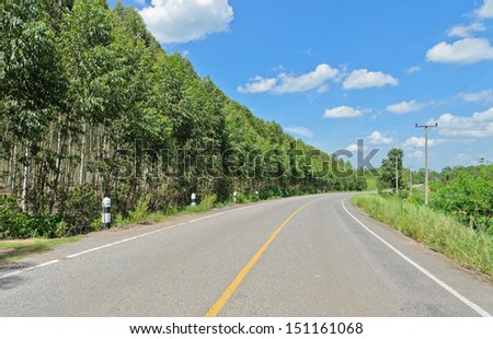 Eucalyptus plantation along the road