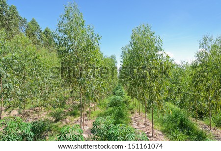 Row of Cassava and Eucalyptus plantation