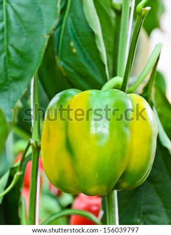 Yellow bell pepper plant