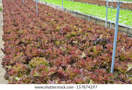 Hydroponics red leaf lettuce vegetable