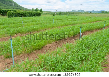 Water spinach or Ipomoea aquatica plantation
