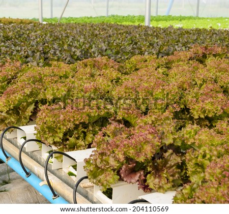 Hydroponics red leaf lettuce plantation