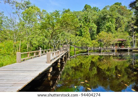 Wood bridge in peat swamp forest, Thailand